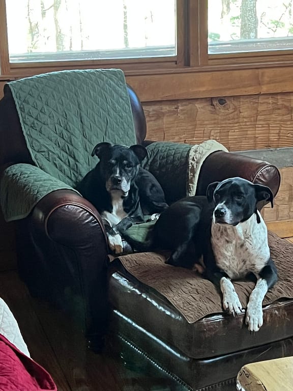 Dogs Our dogs Sunny and Alice sitting on a brown leather chair in a cabin near Asheville, NC.