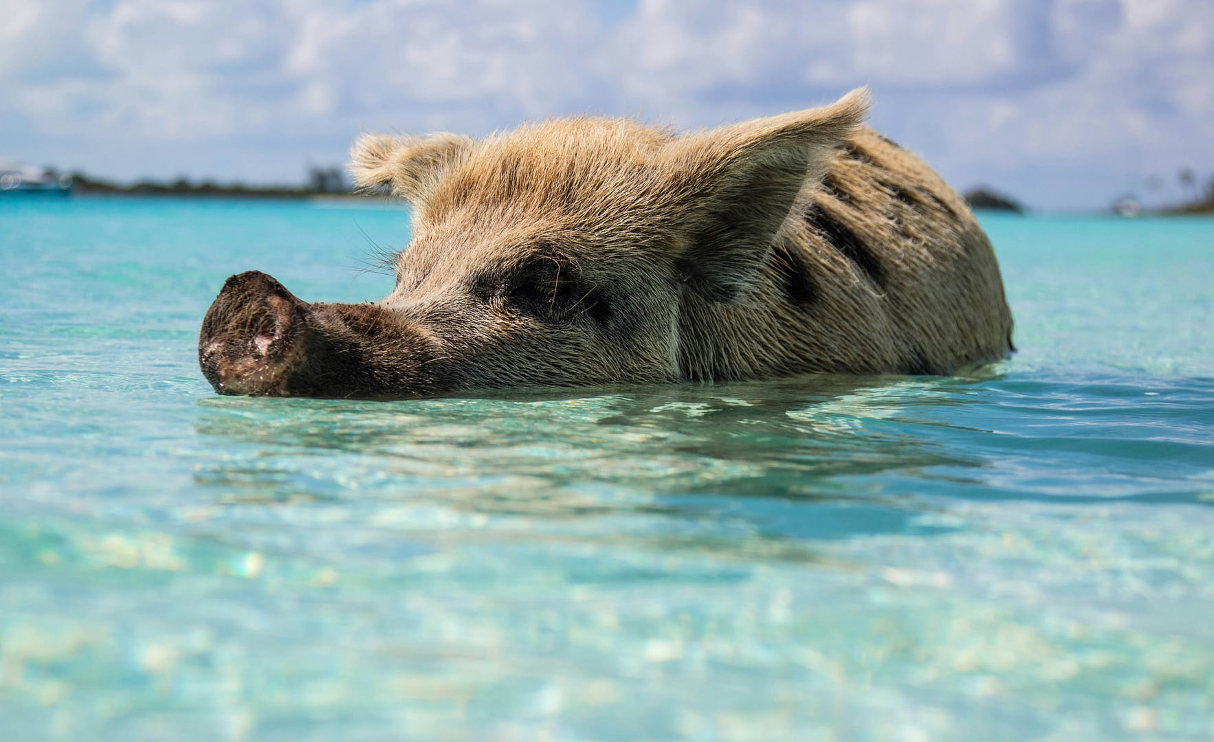Swim-with-Pigs-Bahamas Pig swimming at the beach in the Bahamas
